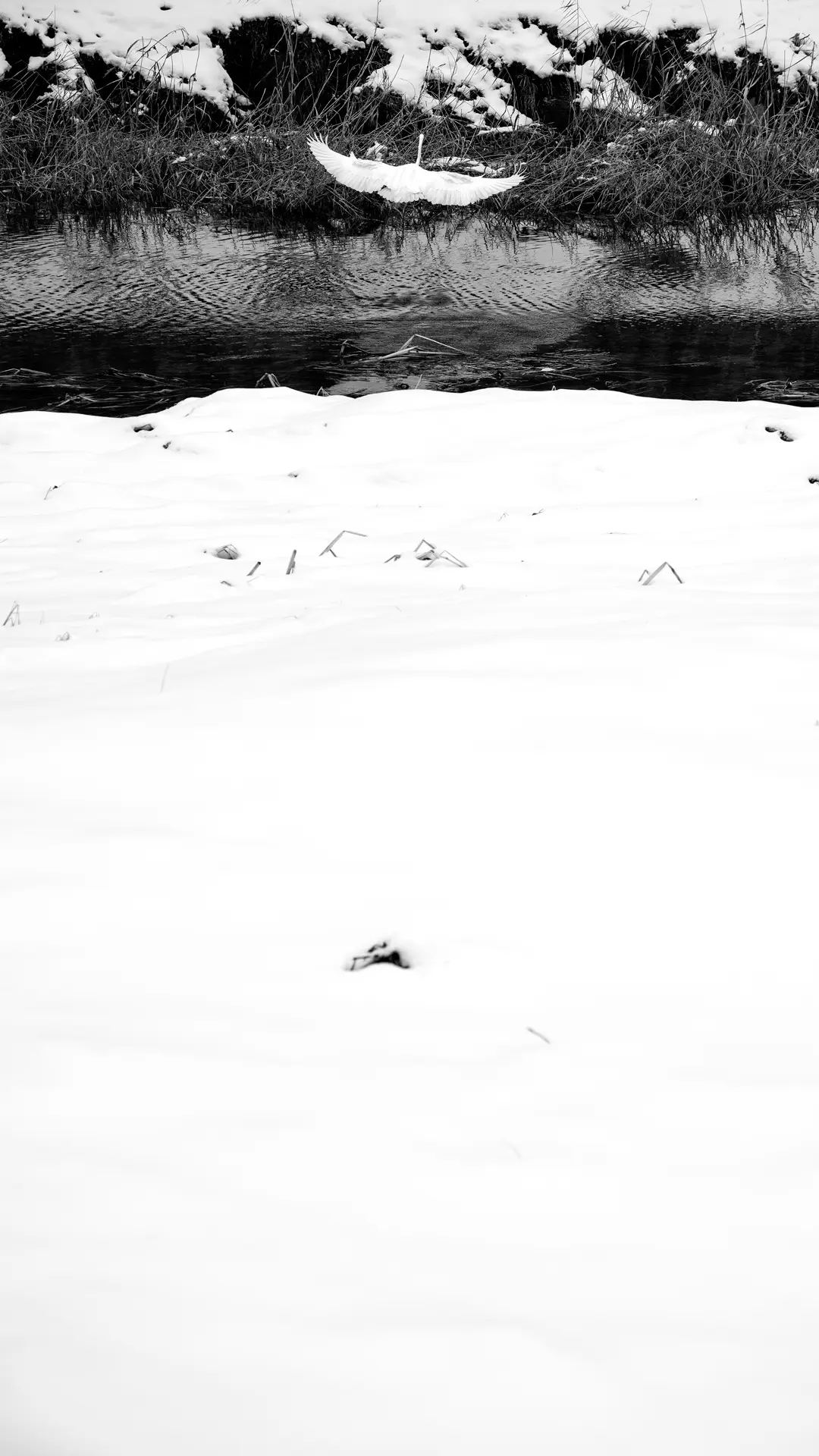 A heron a river and snow, bnw