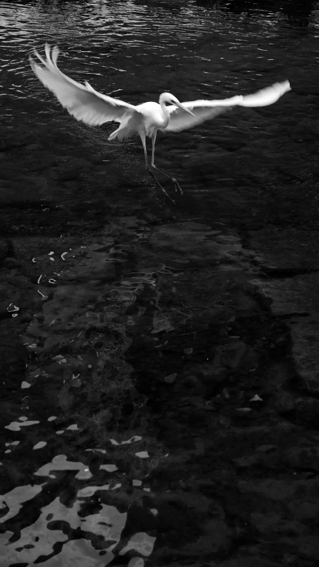 A heron and a river, bnw