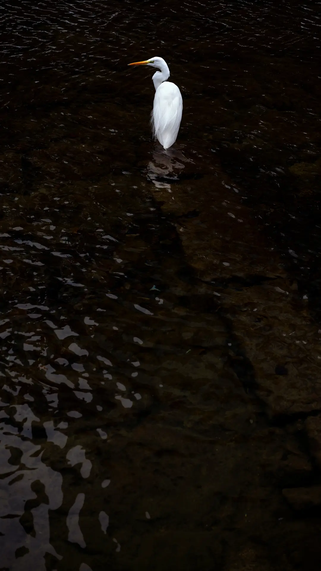 A heron and a river, color
